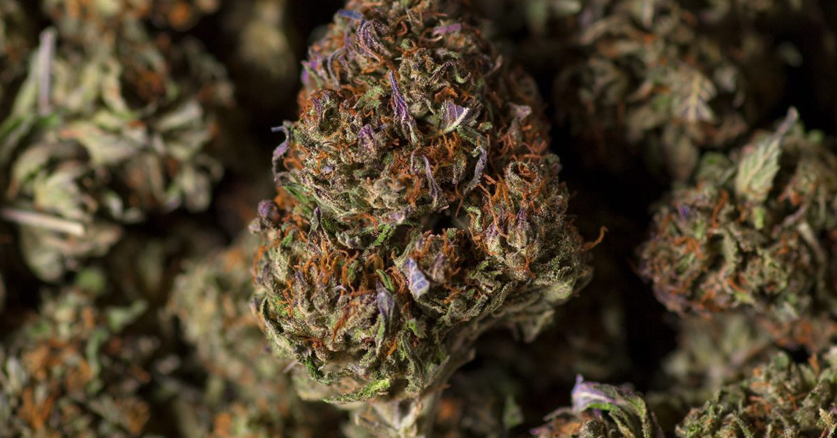 3 OF THE BEST CBD FLOWER STRAINS TO TRY