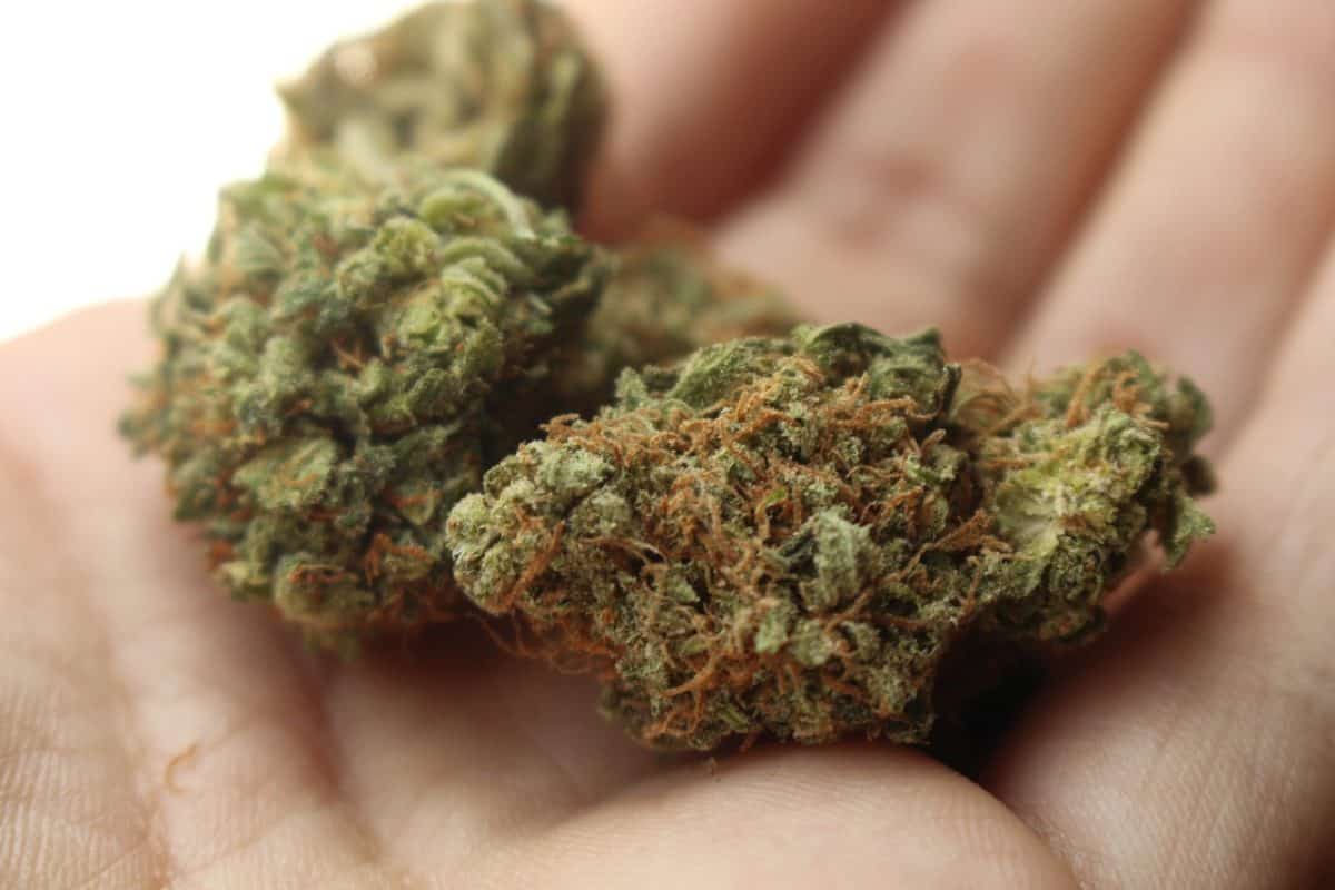Criteria to Choose the Best CBD Flower Companies 2021