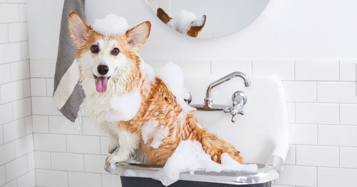 Reasons to use best dog shampoo instead of human shampoo