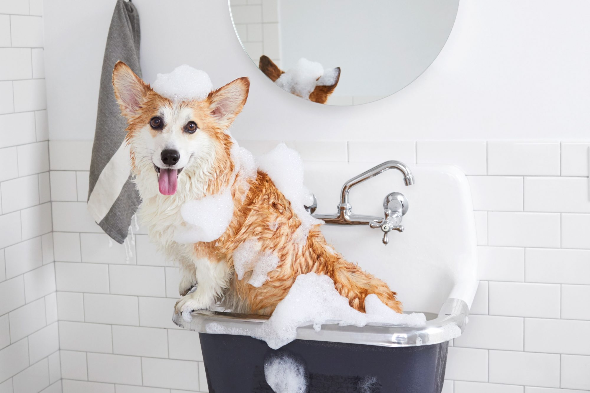 Reasons to use best dog shampoo instead of human shampoo