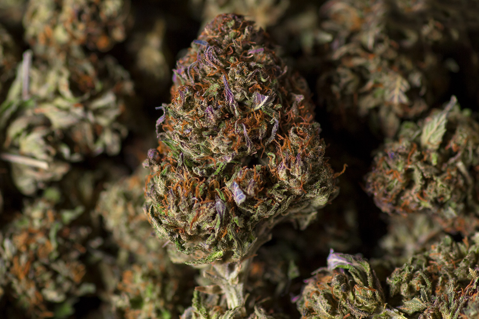 3 OF THE BEST CBD FLOWER STRAINS TO TRY