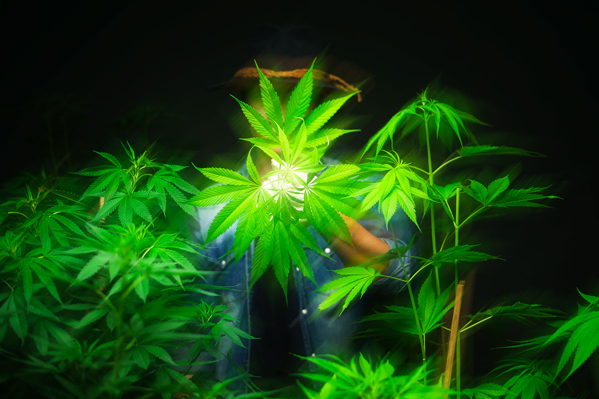 How THC-P Delta 8 is Revolutionizing Relaxation