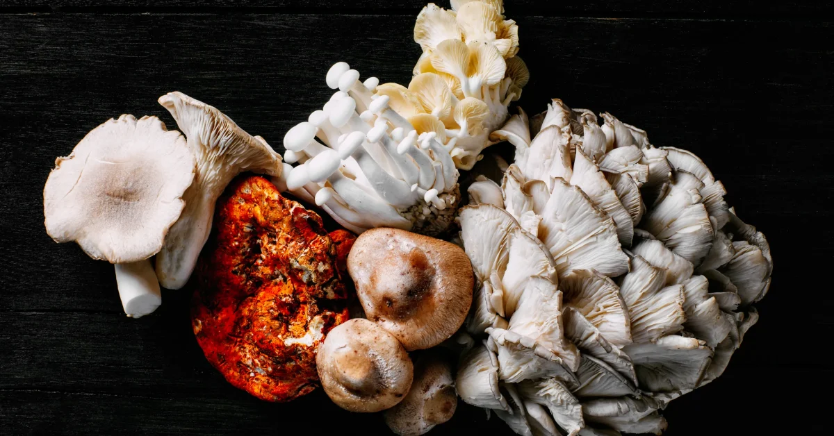 What are Mushroom Gummies and how might they help your health?