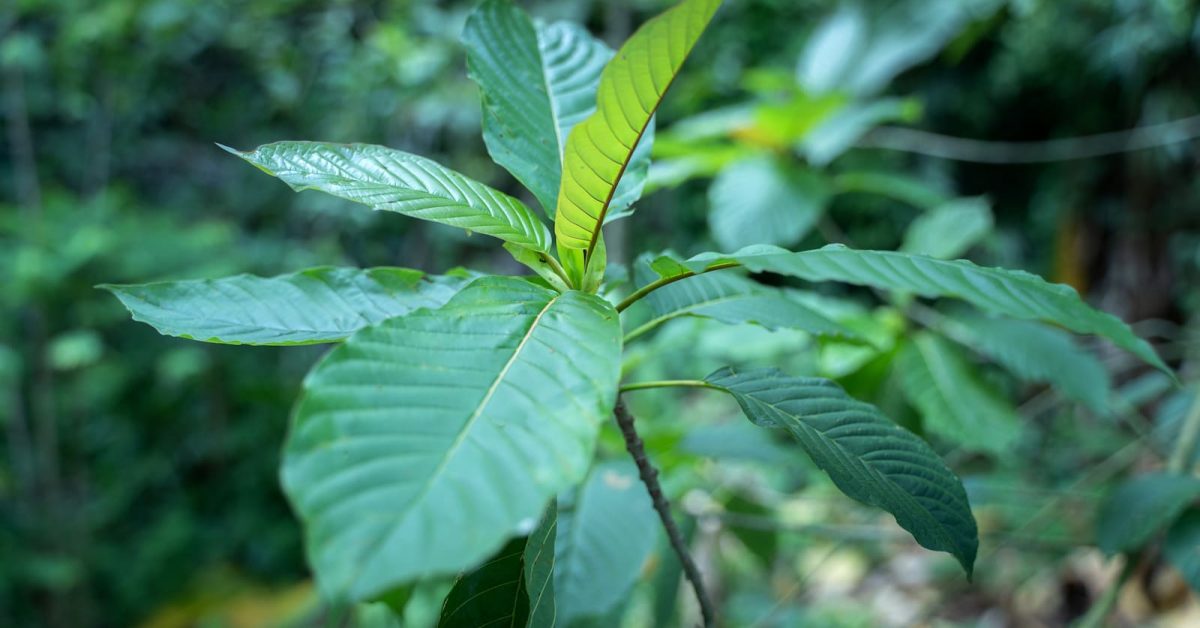 How Does Kratom Interact with the Body to Provide Wellness Benefits?