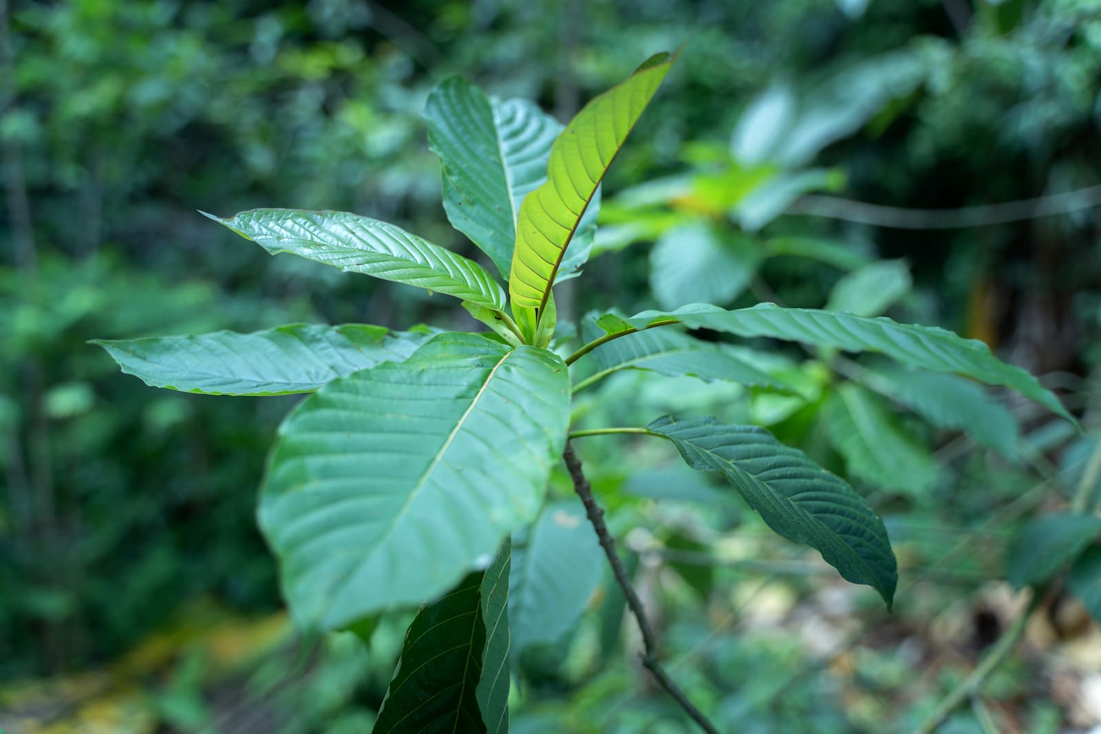 How Does Kratom Interact with the Body to Provide Wellness Benefits?